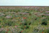 Задарьинская степь, image of landscape/habitat.