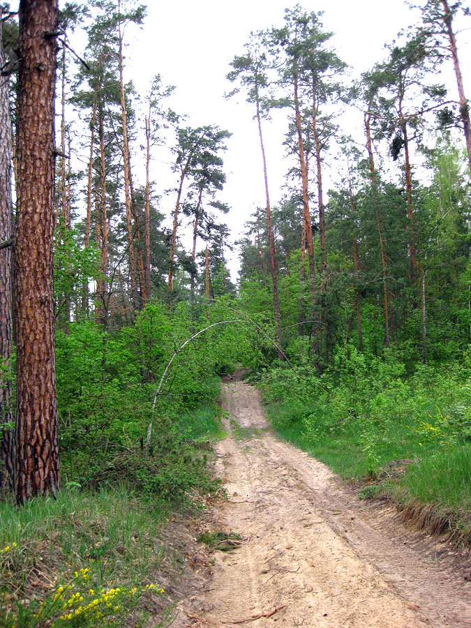 Лесники, боровая часть, изображение ландшафта.