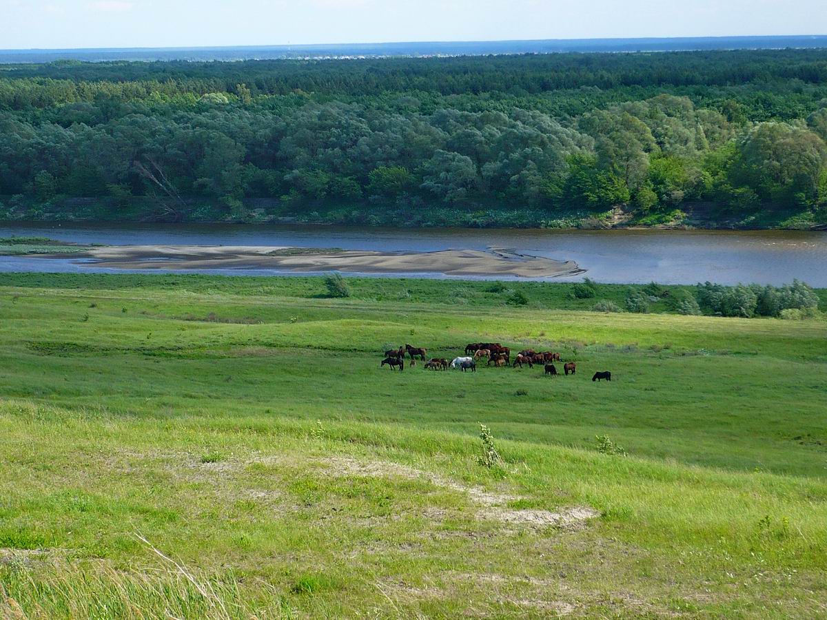 Село Языково, изображение ландшафта.