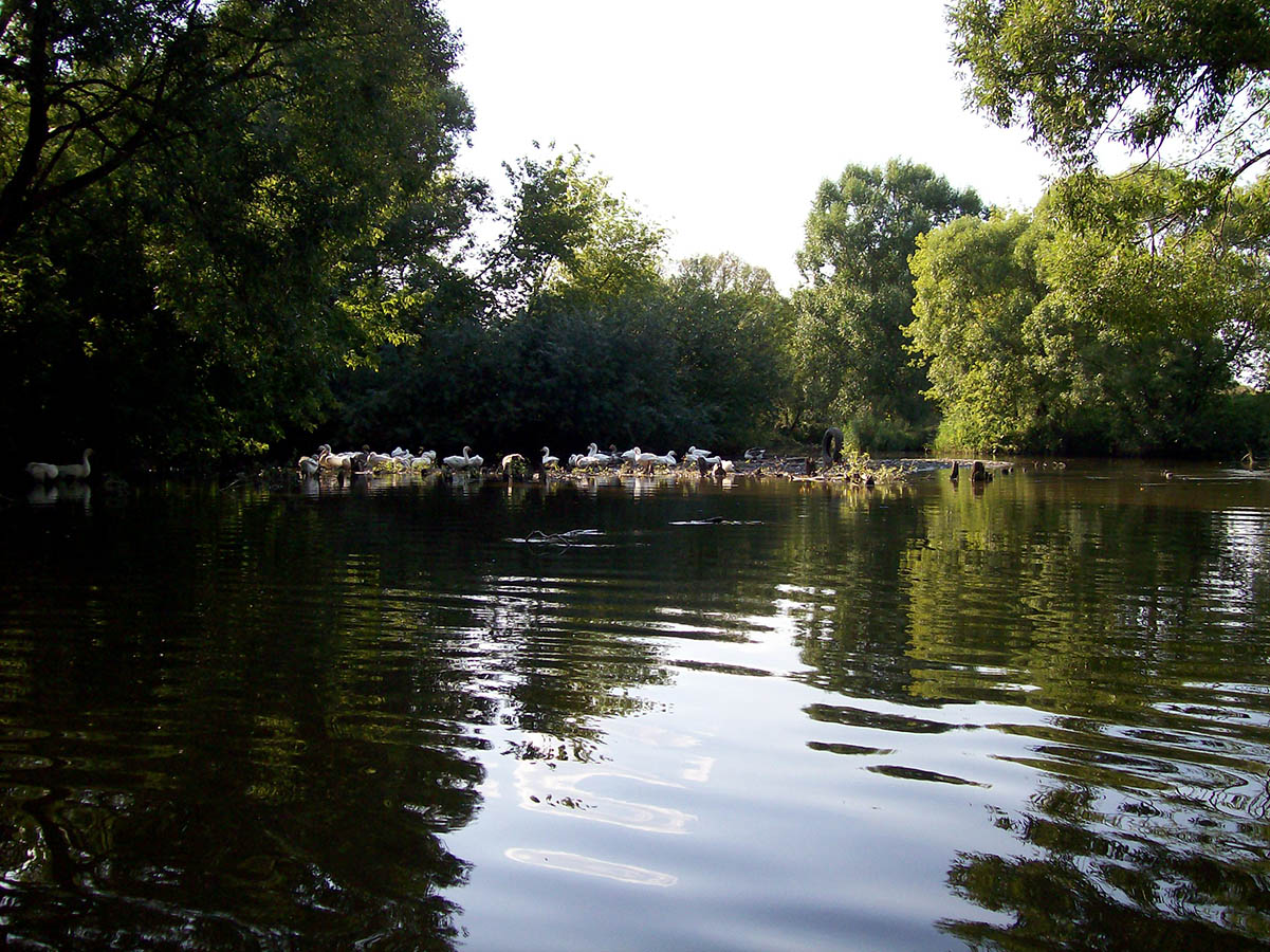 Нижнее течение реки Усожа 1, image of landscape/habitat.