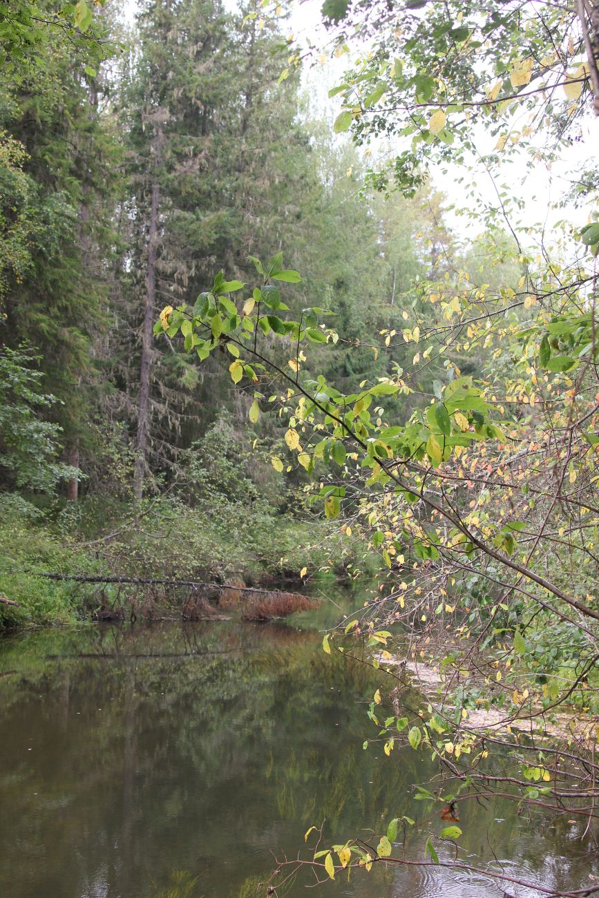 Бассейн реки Княжая, image of landscape/habitat.