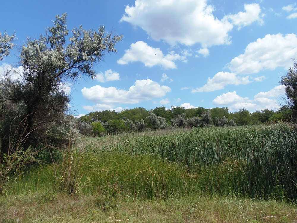 Посёлок Солнечный, балка., image of landscape/habitat.