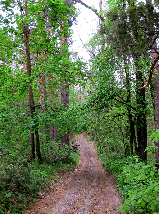 Лесники, боровая часть, image of landscape/habitat.