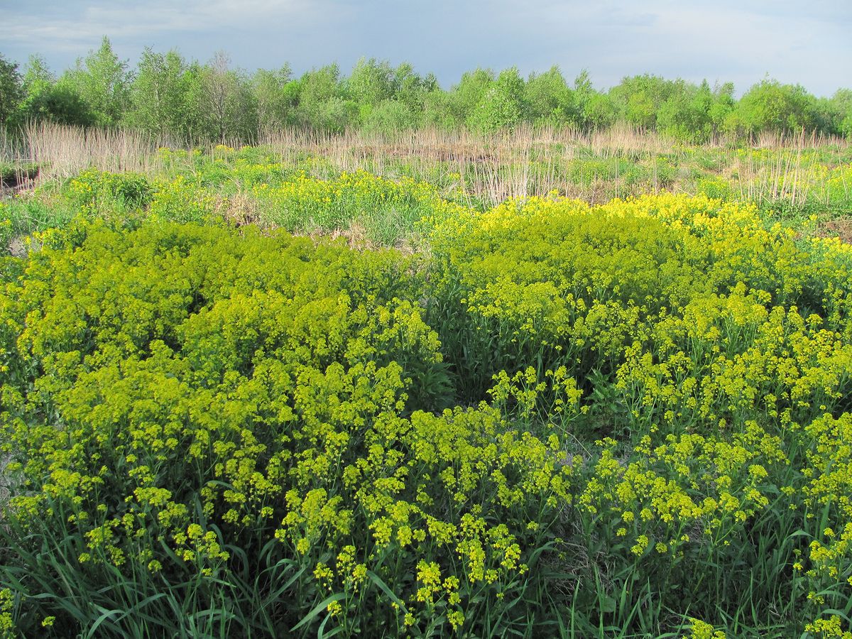 Северные окрестности Архангельска, image of landscape/habitat.