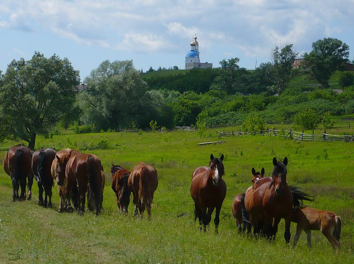 Село Языково, image of landscape/habitat.