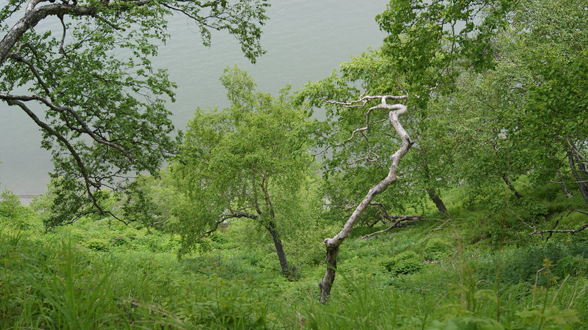 Никольская сопка, image of landscape/habitat.