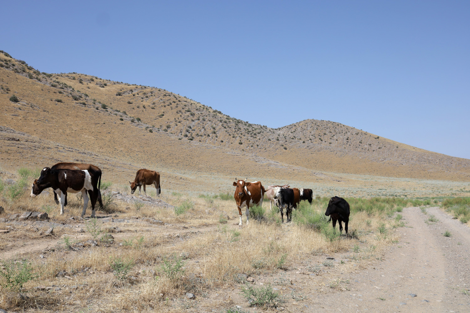 Берег Айдаркуля в окр. Учкулача, image of landscape/habitat.