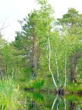 Image of landscape