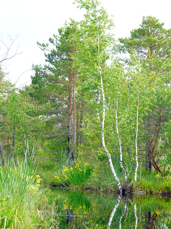 Озеро Полецкое, image of landscape/habitat.