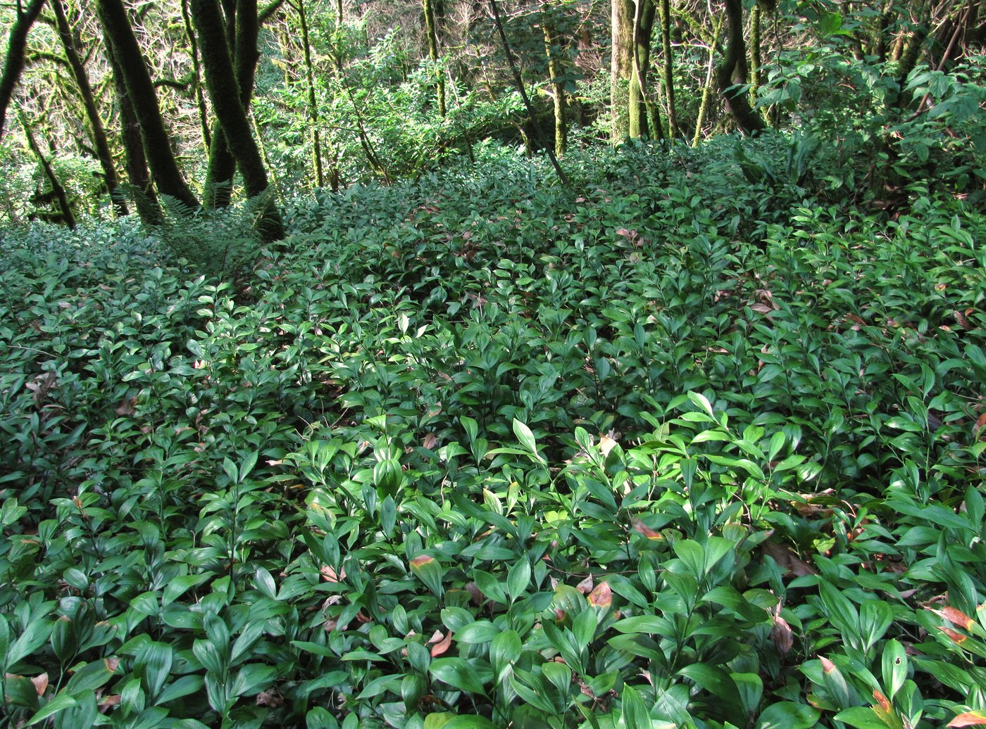 Тисо-самшитовая роща, image of landscape/habitat.