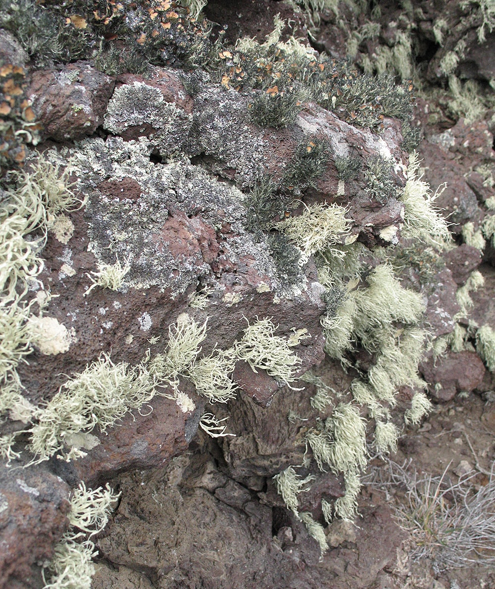 Пали-Айке, image of landscape/habitat.