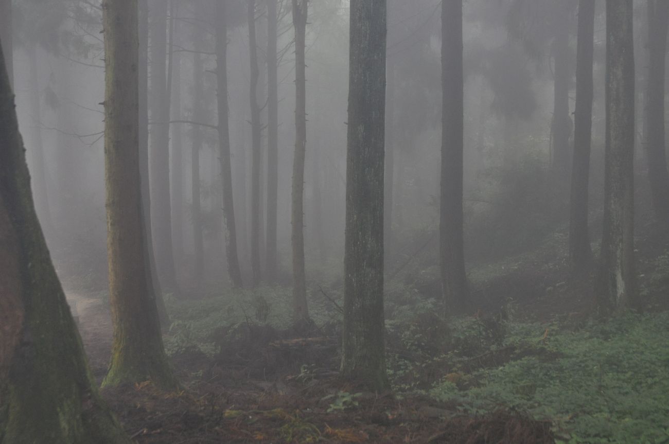 Национальный парк "Чжанцзяцзе", image of landscape/habitat.