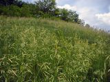 Карякин яр, image of landscape/habitat.