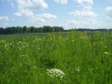Школьный заказник орхидей, image of landscape/habitat.