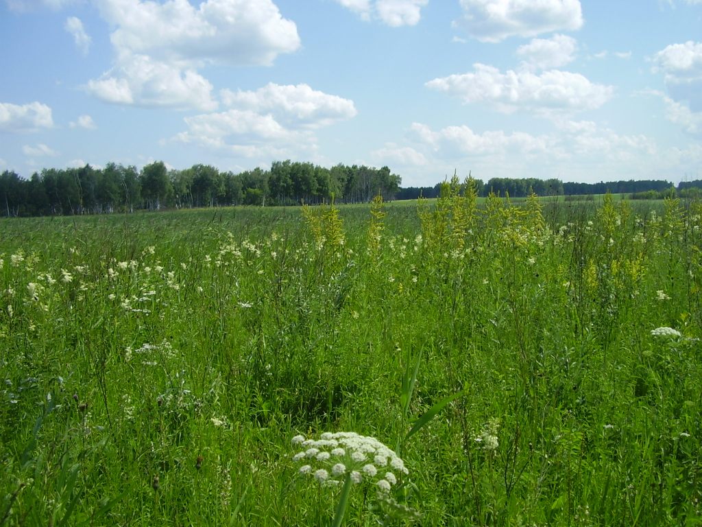 Школьный заказник орхидей, image of landscape/habitat.