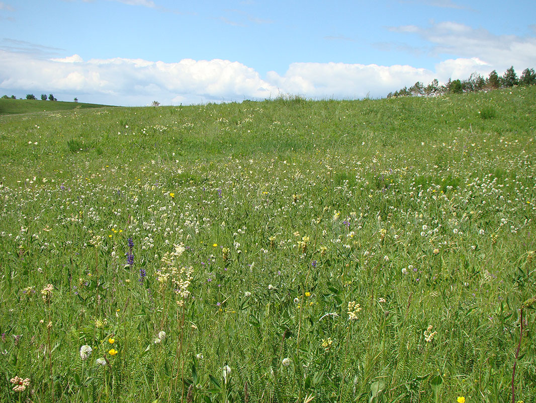 Урочище Кожекладка, image of landscape/habitat.