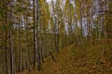 Image of landscape