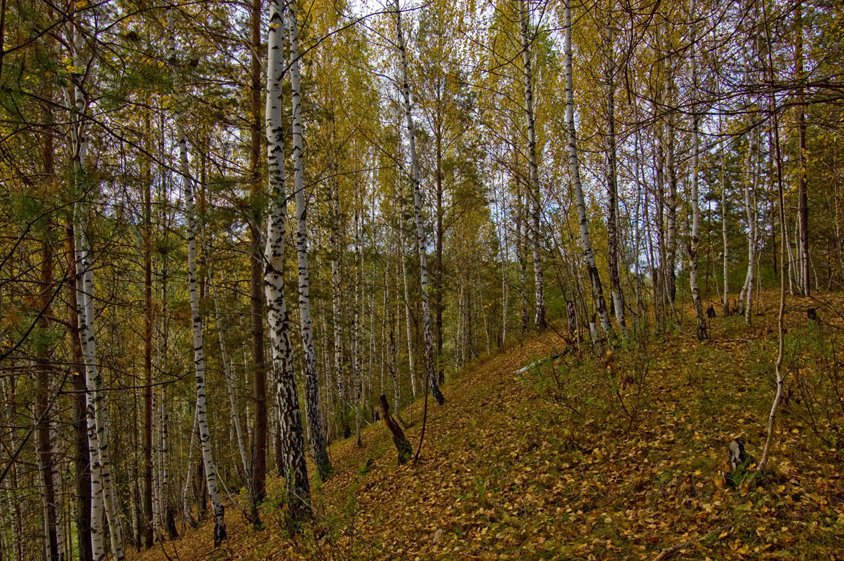 Окрестности деревни Полетаево, image of landscape/habitat.