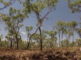 Undara Volcanic, image of landscape/habitat.