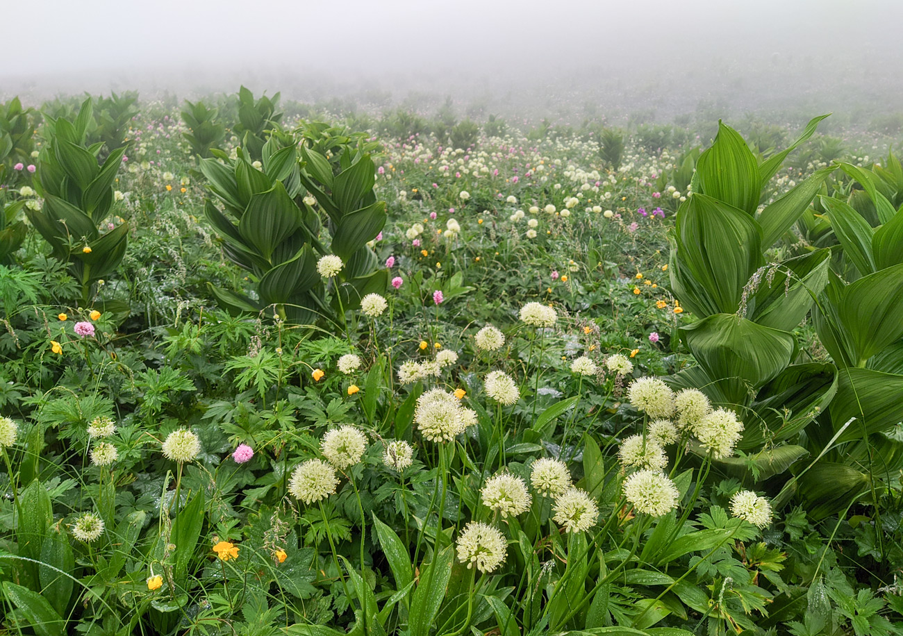 Ходский перевал, image of landscape/habitat.