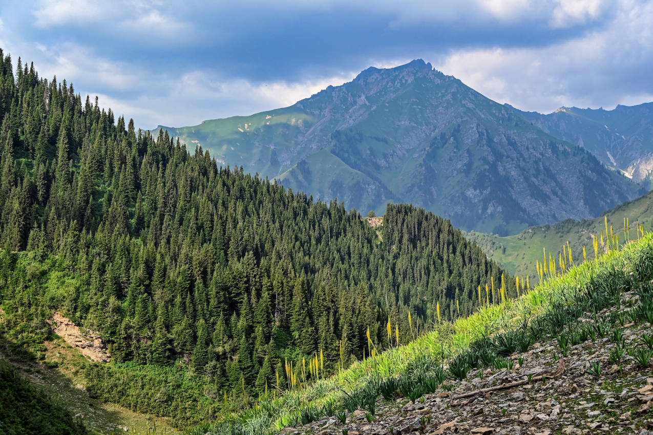 Перевал Кульдамбес, image of landscape/habitat.