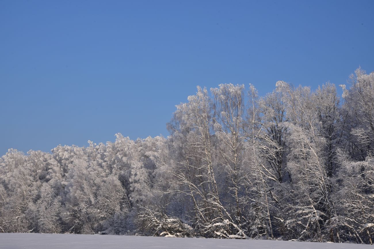 Окрестности деревни Чёлохово, изображение ландшафта.