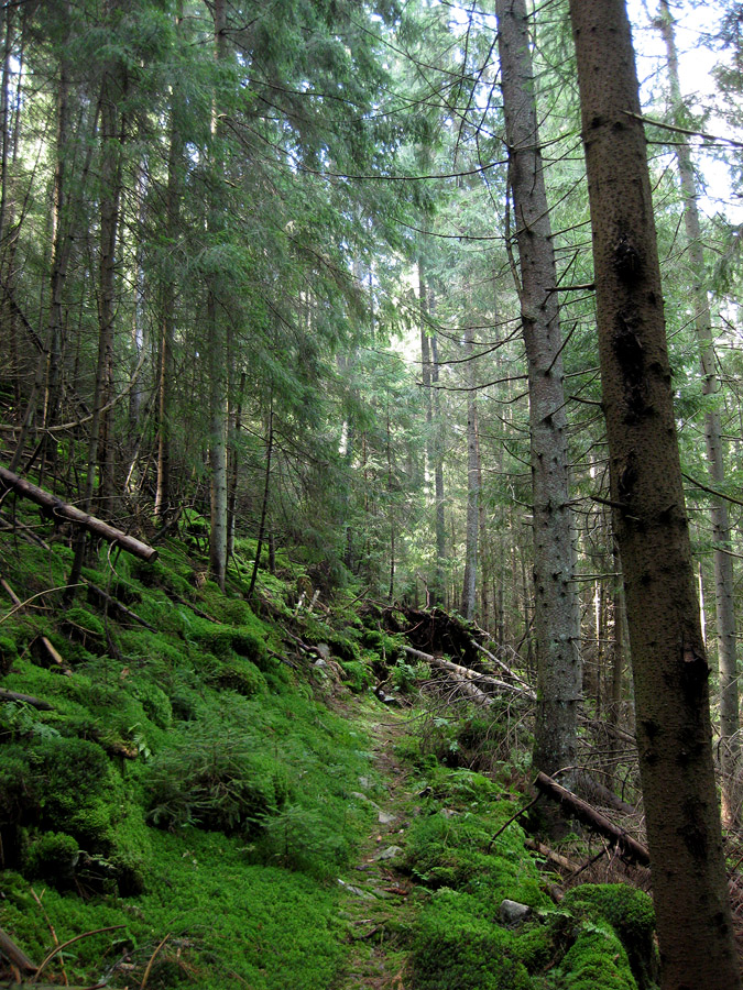 Заповедник "Горганы", Максимец, image of landscape/habitat.