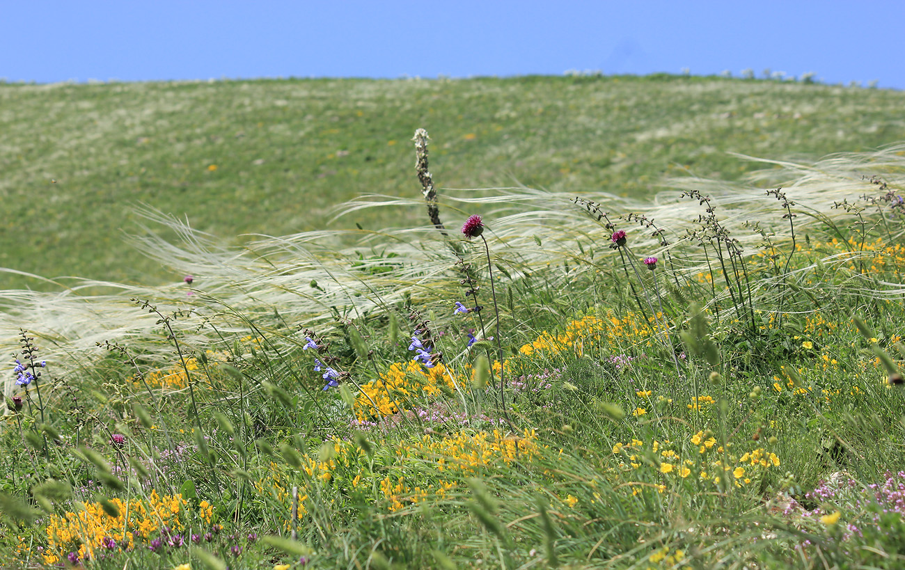 Гора Лысая-Новороссийская, image of landscape/habitat.