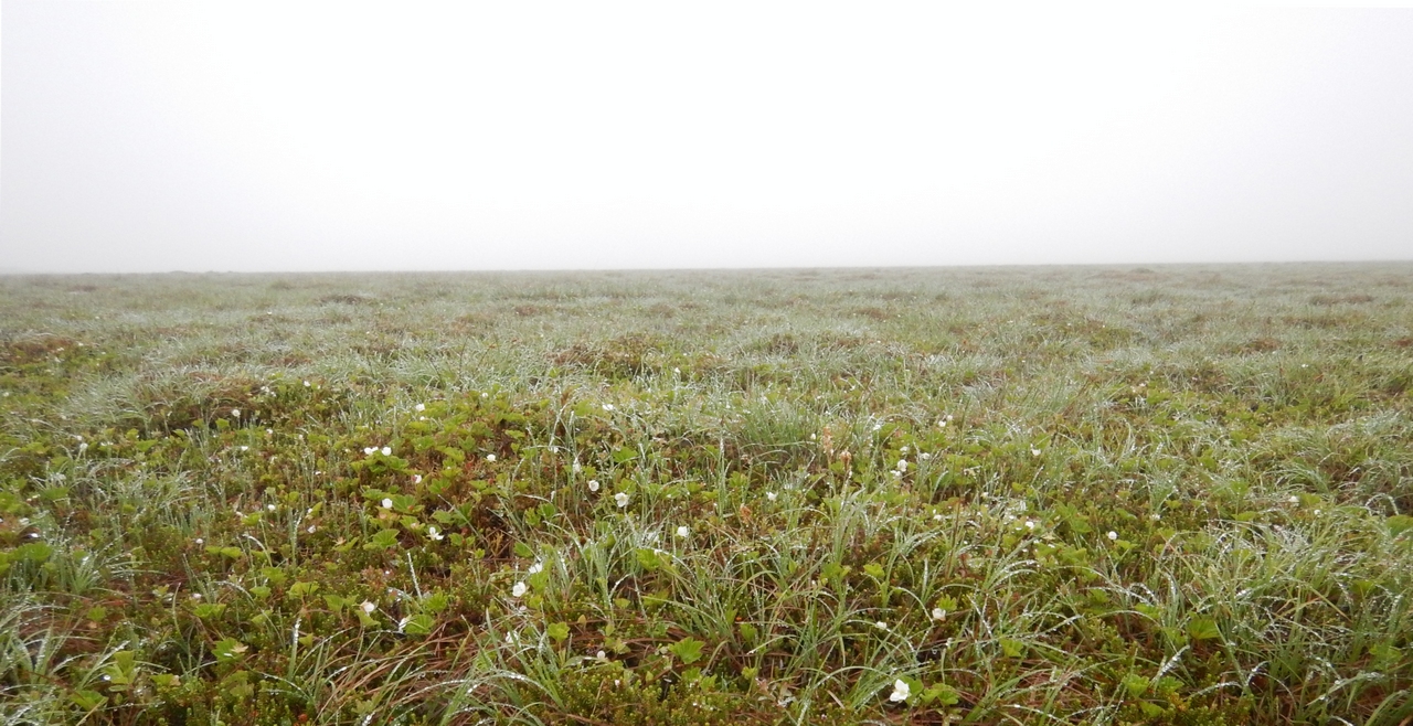 Мыс Левашова, image of landscape/habitat.