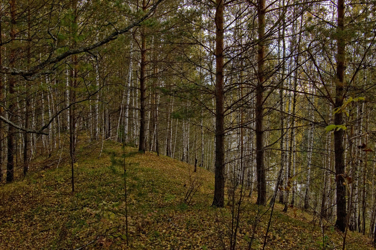 Окрестности деревни Полетаево, image of landscape/habitat.