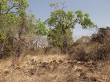 Undara Volcanic, image of landscape/habitat.