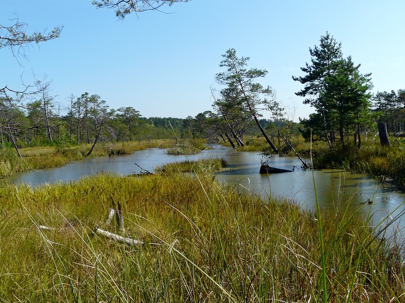 Озеро Полецкое, image of landscape/habitat.