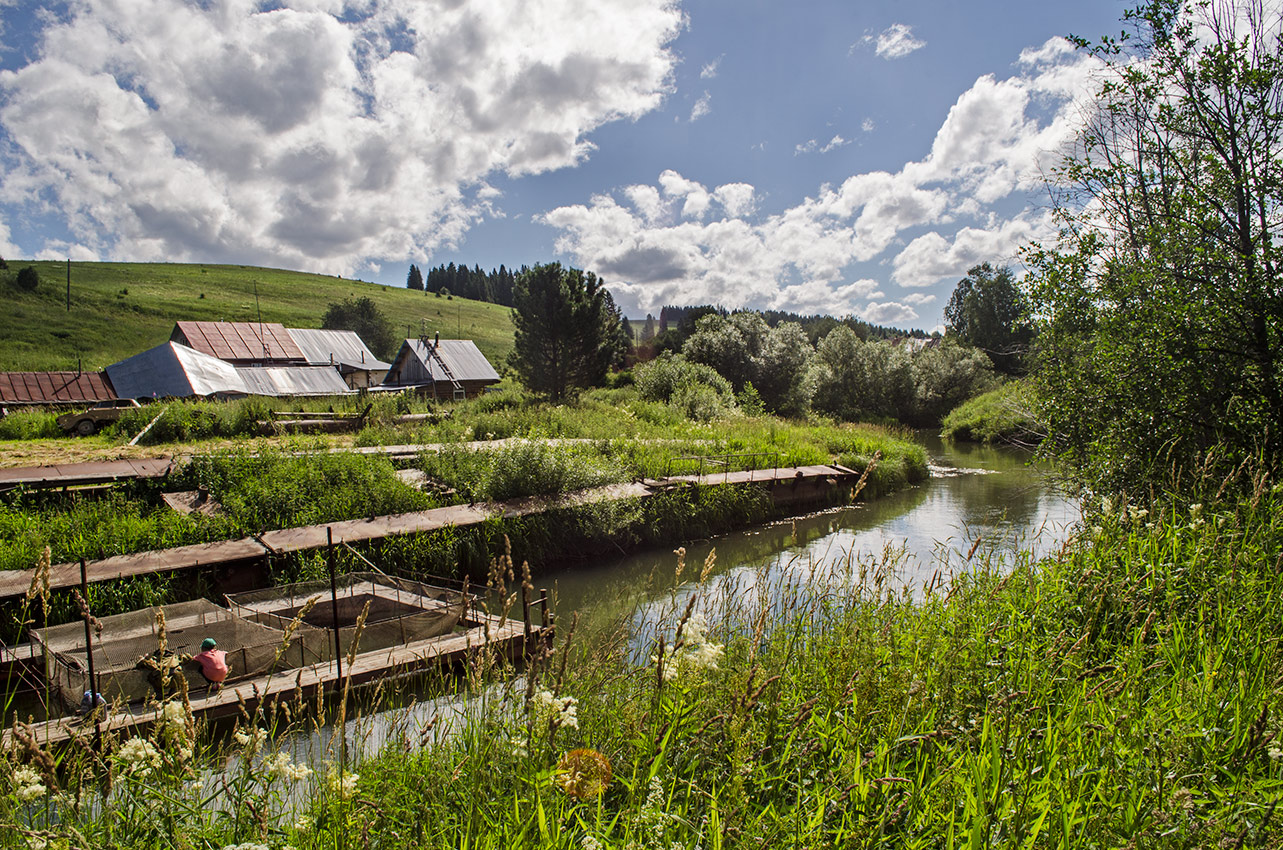Окрестности деревни Шкарята, image of landscape/habitat.