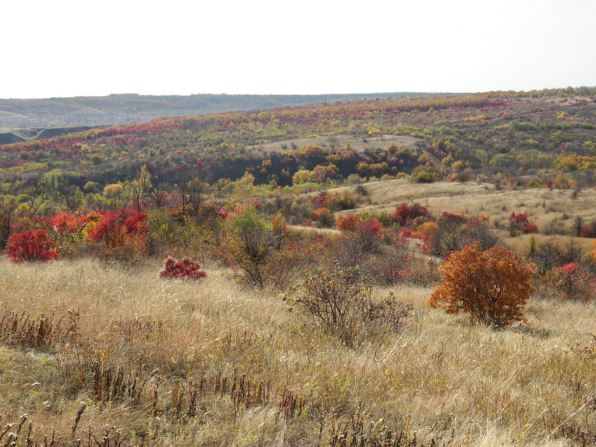 Балка Ольховая, image of landscape/habitat.