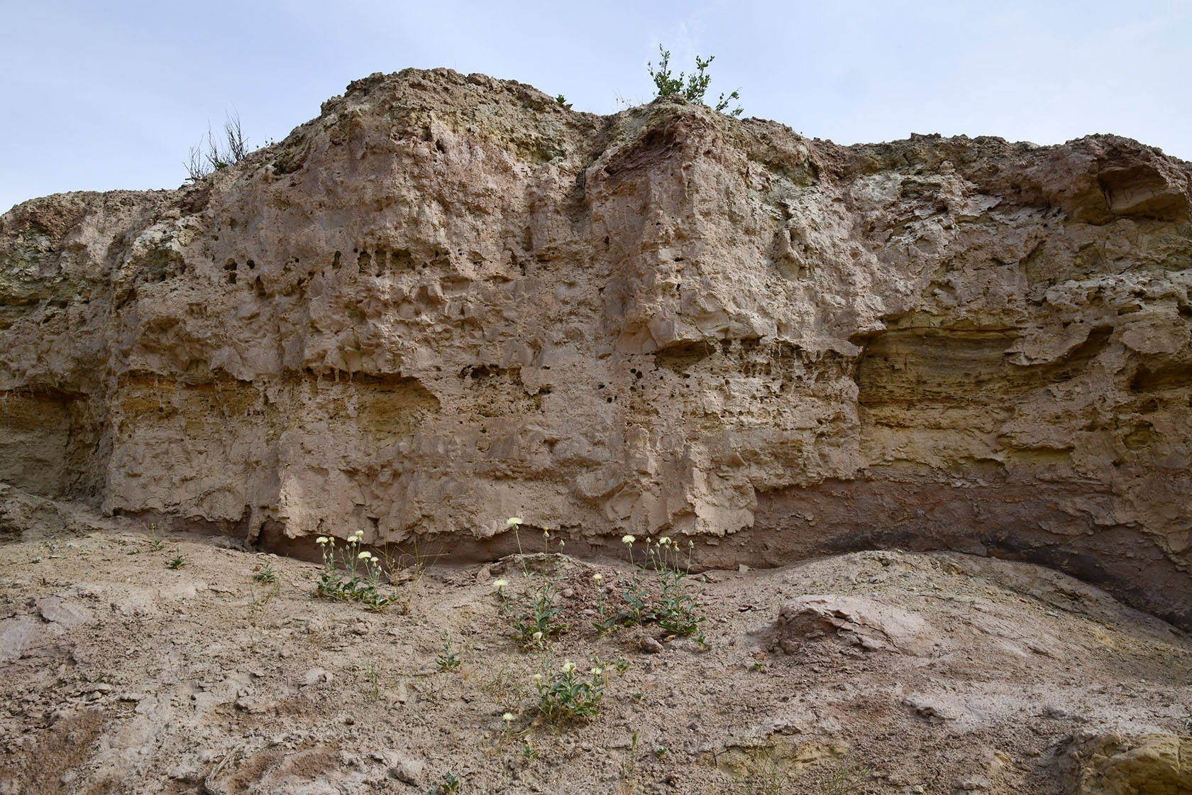 "Королевская дача", image of landscape/habitat.
