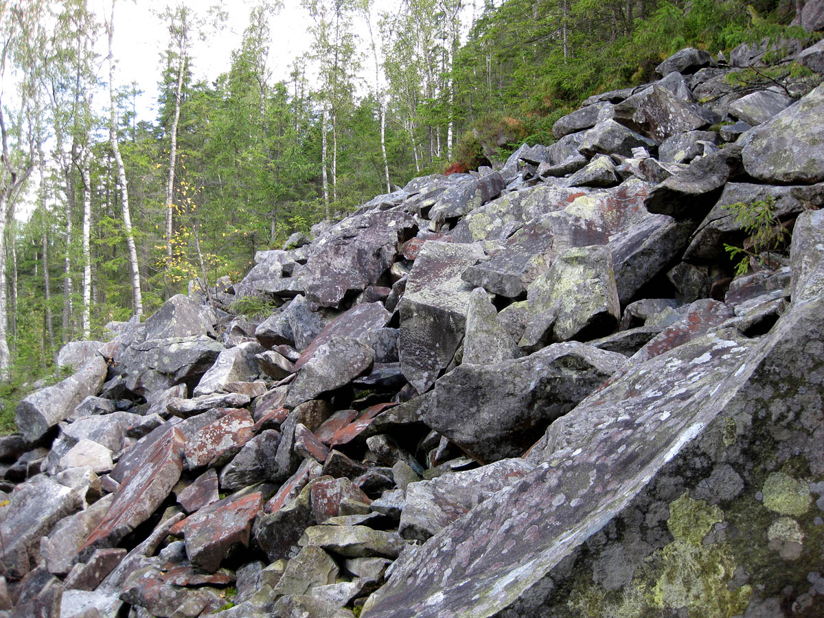 Заповедник "Горганы", Максимец, image of landscape/habitat.