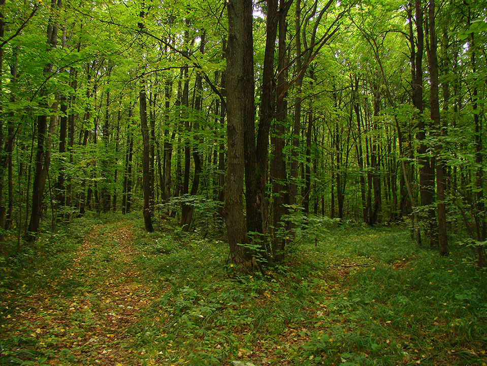 Пушкино, image of landscape/habitat.