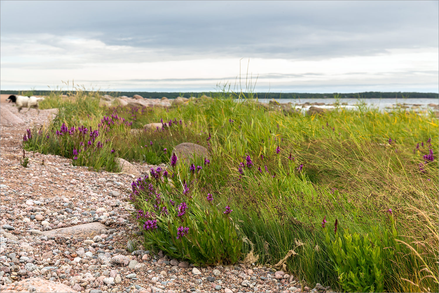 Высокинское, image of landscape/habitat.