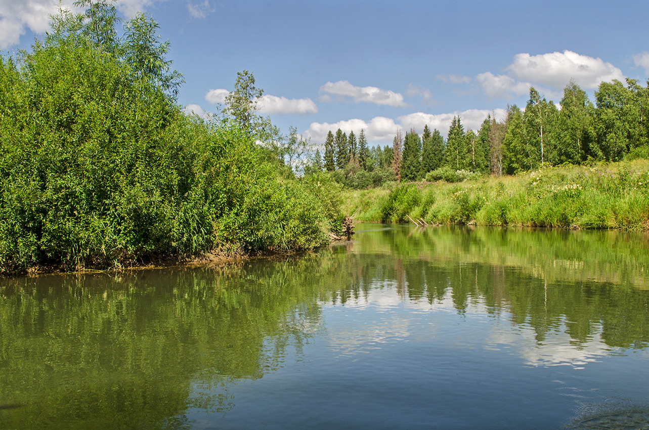 Окрестности деревни Шкарята, image of landscape/habitat.