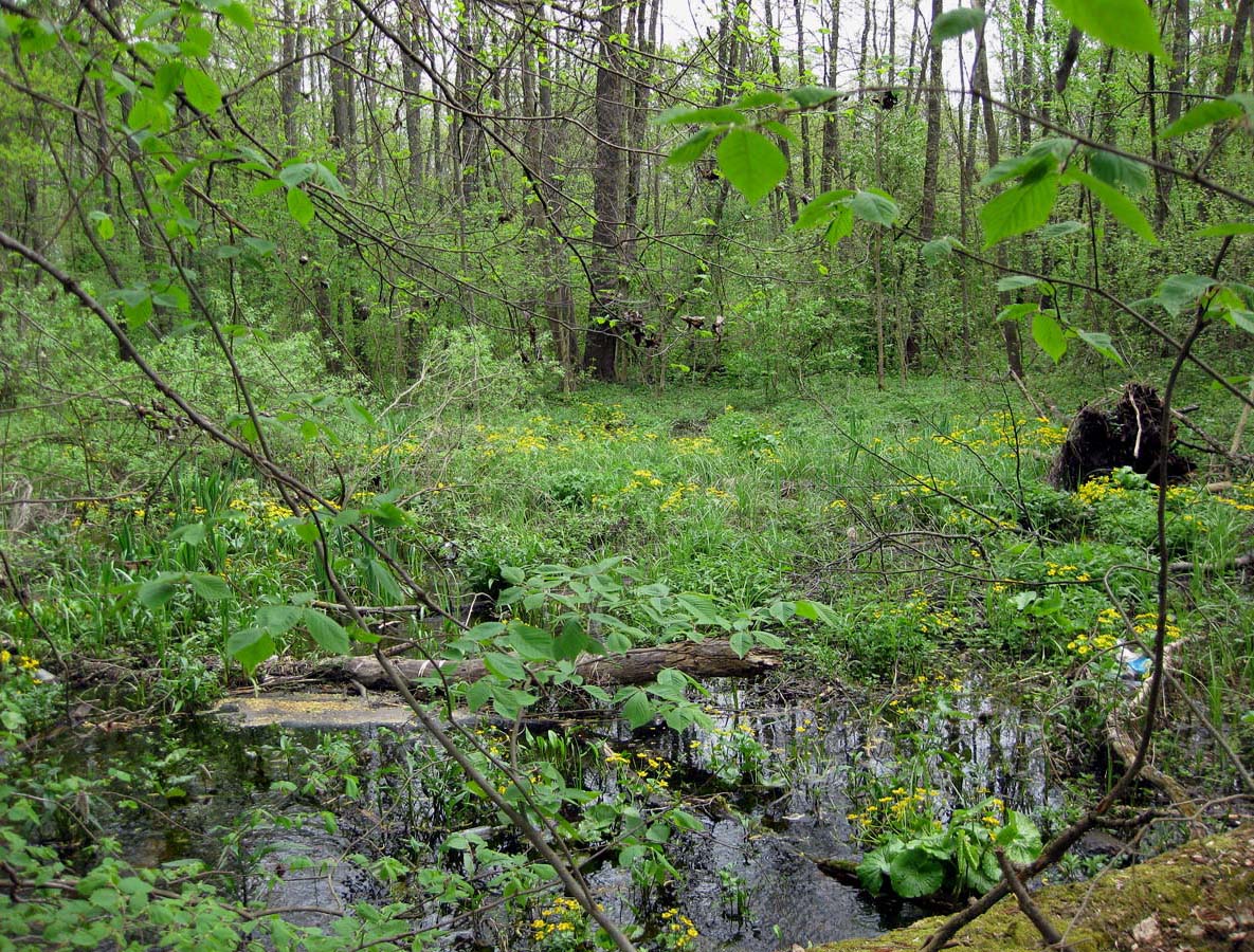 Лесники, низинная часть, image of landscape/habitat.
