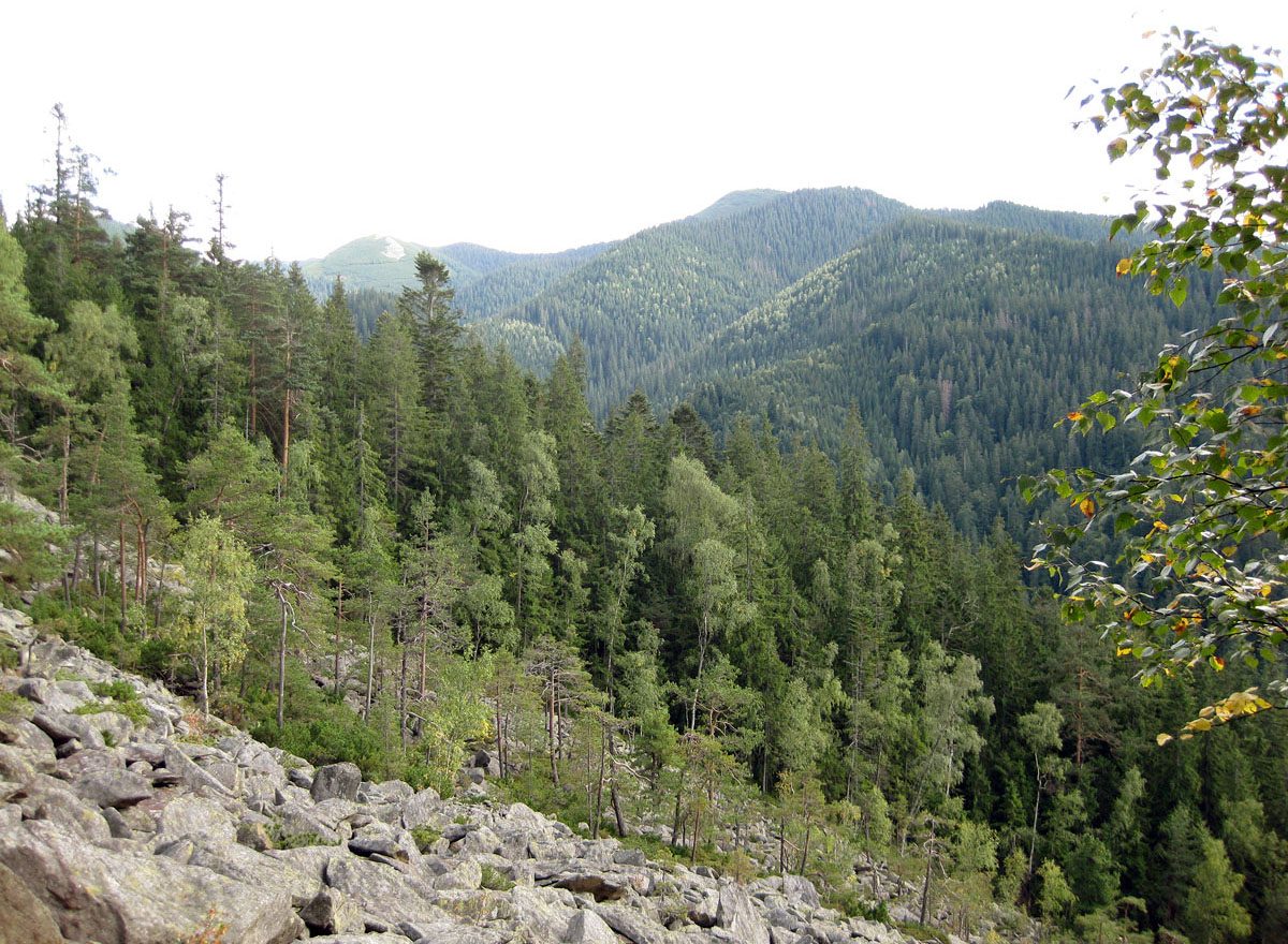 Заповедник "Горганы", Кливки, image of landscape/habitat.