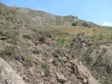 Image of landscape