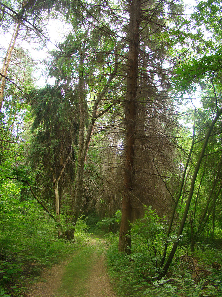 Вирга, image of landscape/habitat.