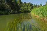 Окрестности деревни Шкарята, image of landscape/habitat.