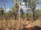 Undara Volcanic, image of landscape/habitat.