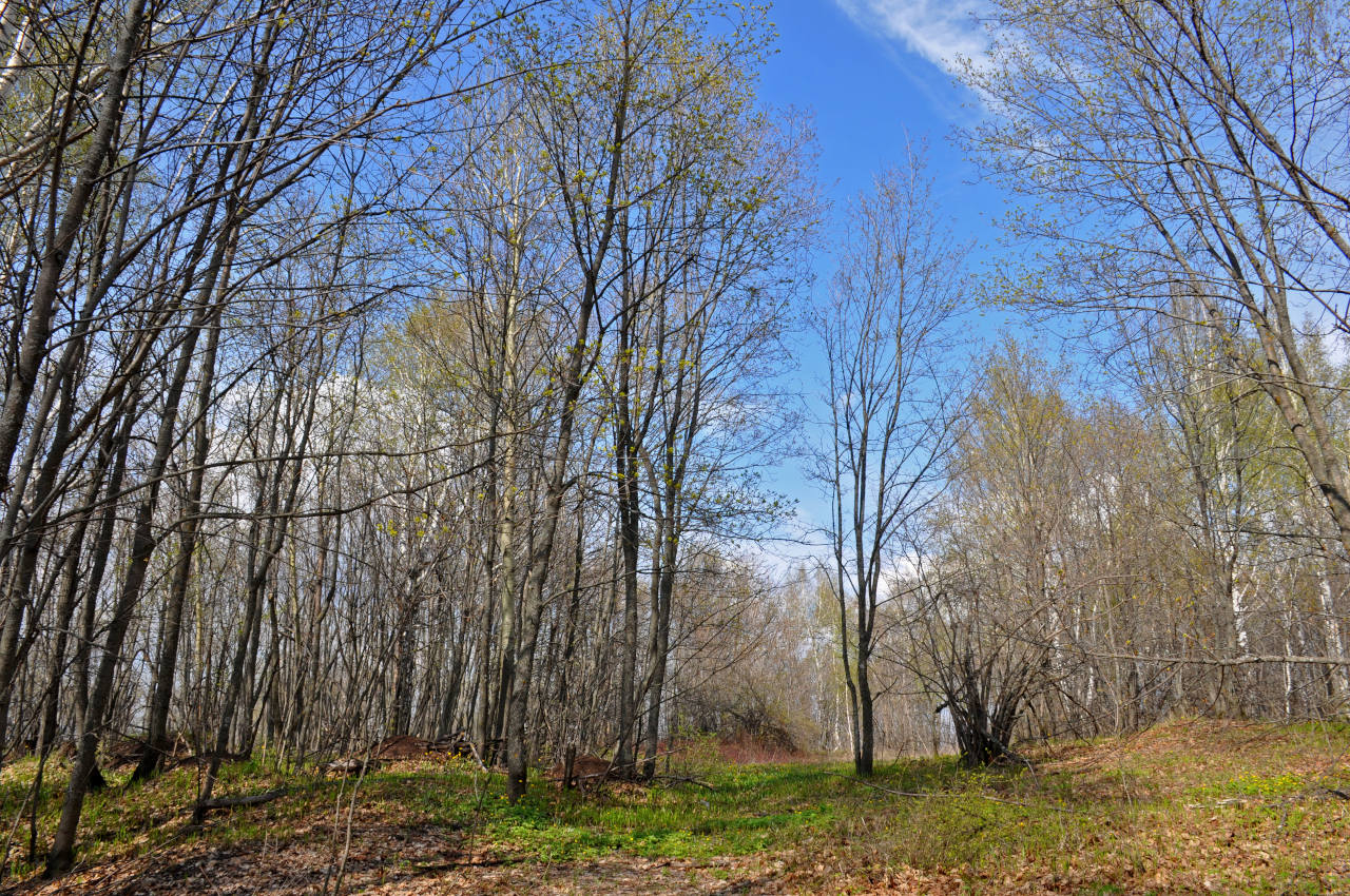 Гора Стрельная, image of landscape/habitat.