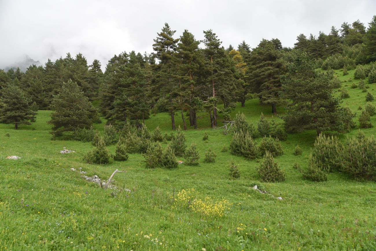 Окрестности урочища Никойте, image of landscape/habitat.