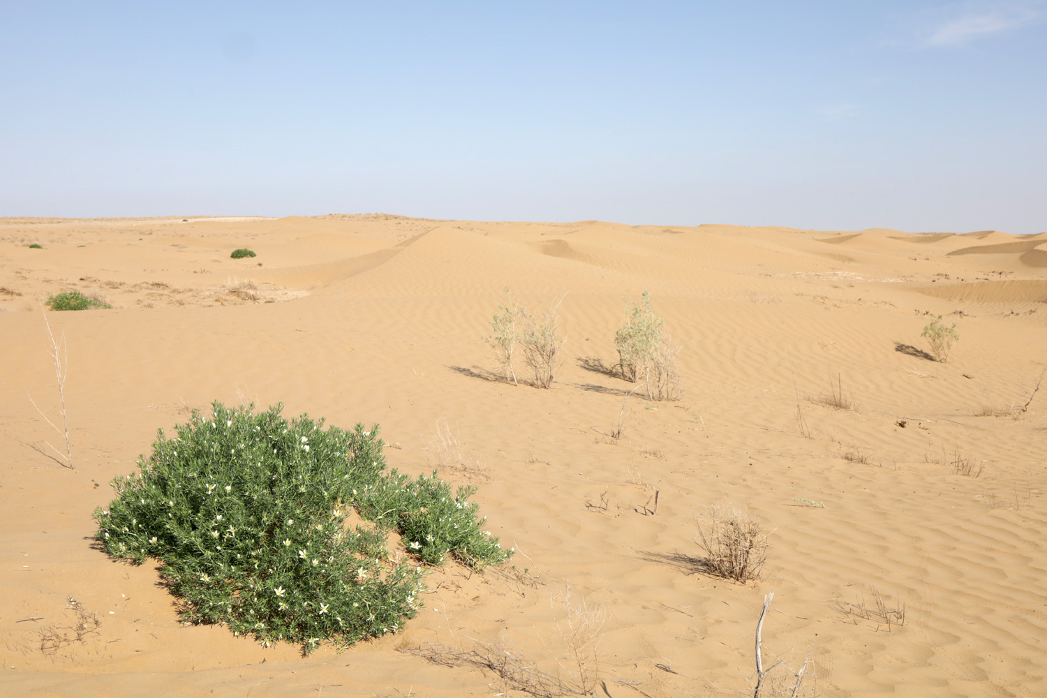 Казахтау, image of landscape/habitat.