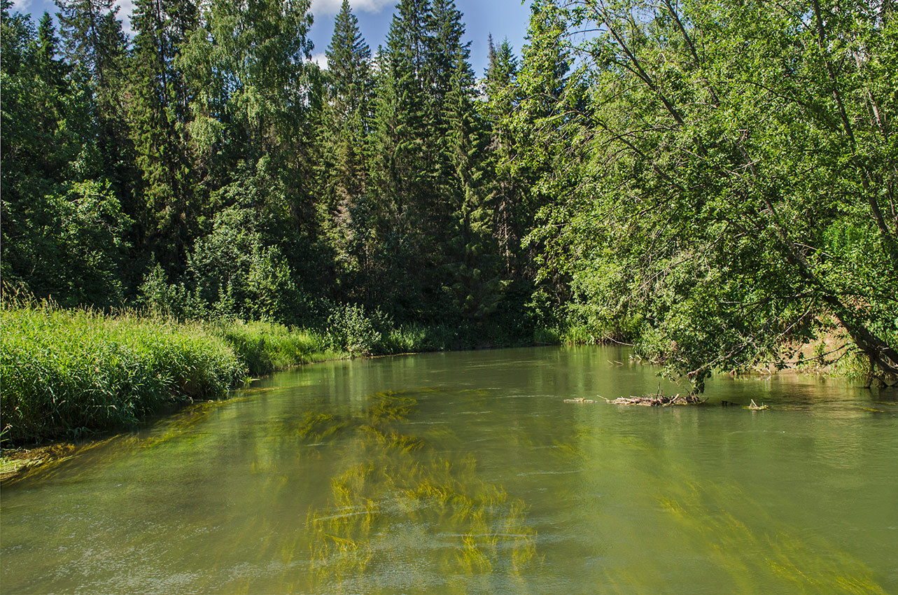Окрестности деревни Шкарята, image of landscape/habitat.