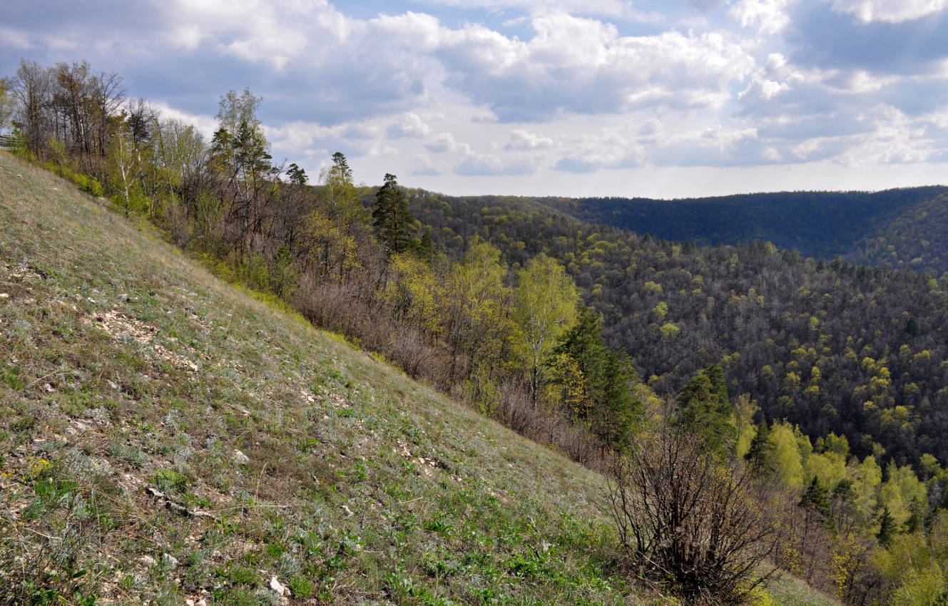 Гора Стрельная, image of landscape/habitat.